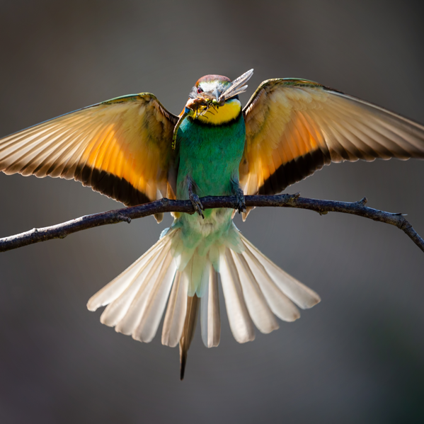 closeup-bee-eater-eating-dragonfly-sunlight