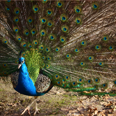 closeup-peacock-with-open-feathers-field-sunlight