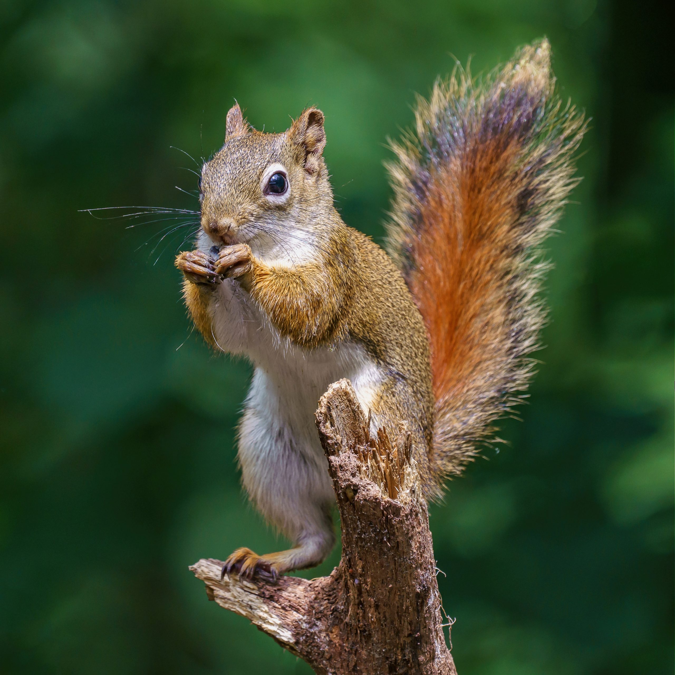 A closeup shot of a European squirrel eating a peanut