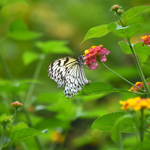 macaque-monkey-nature 1